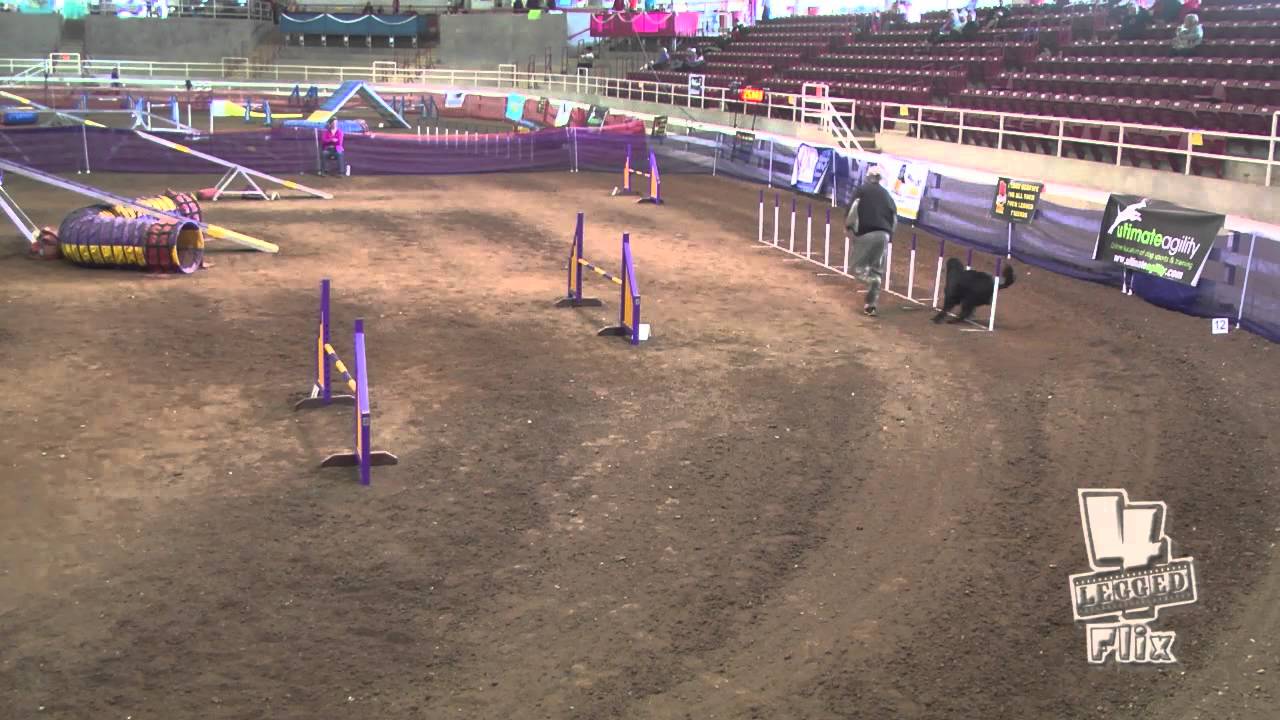 Jake MASTERSFINALS AGILITY UKIUSOPEN2014 - YouTube