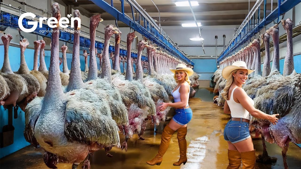 Millions of Ostriches Raised for Meat, Skin and Eggs – Ostrich Egg Harvesting Technology