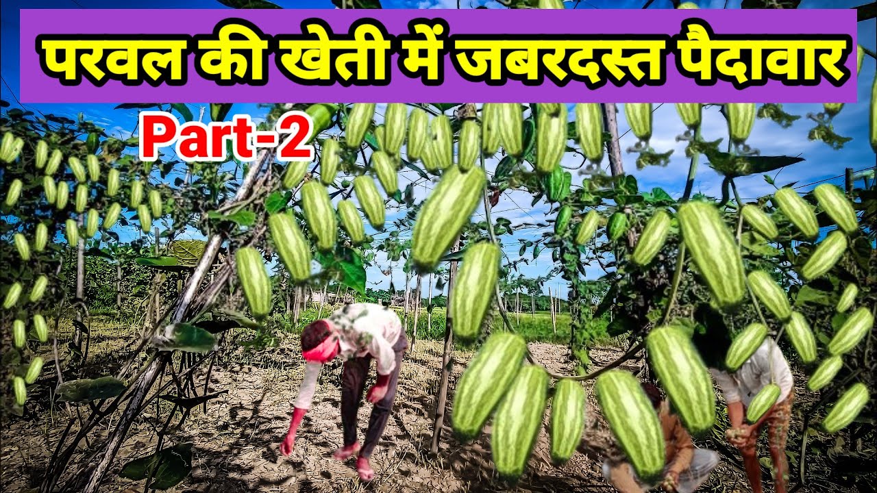 इस तरह होगी परवल में जबरदस्त पैदावार | Pointed Gourd | Parwal ki kheti (Part-2)