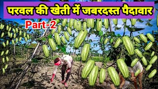         Pointed Gourd  Parwal Ki Kheti part2