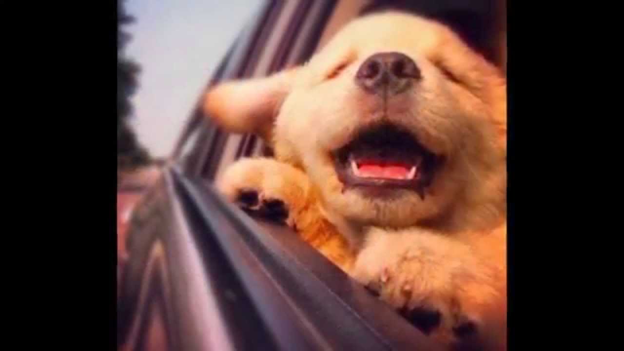 面白い 可愛い犬達の写真集 癒し画像集 Youtube