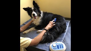Fibrocartilaginous Embolism (FCE) or Spinal Stroke in Dogs - Gemma Recovers from Paralysis