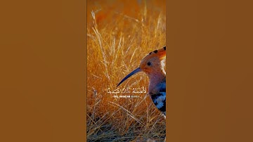 بلال دربالي | تلاوة من سورة النمل ✨🤍🌴
