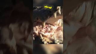 Este acto de bondad cambió la vida de un cocodrilo para siempre