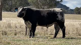 Lot 22 Rose Hill Phantom