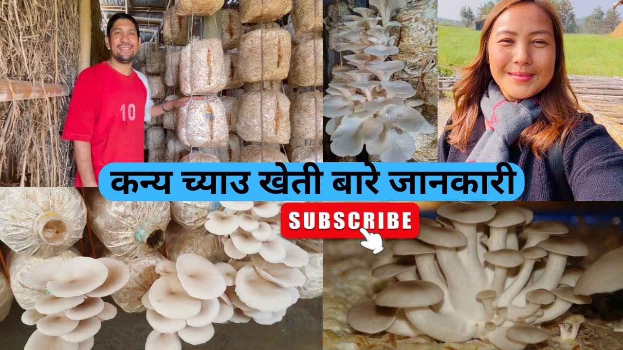 च्याउ खेती बारे जानकारीमुलक भीडीयो✅mushroom farming in Nepalℹ️sabichamling च्याउ खेती बाट आम्दानी