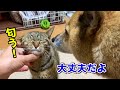 先住猫と保護子猫が仲良くなるための第一歩♥ For sister cats and protective kittens to get along