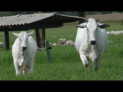 LOTE 132 - CSCC 8664