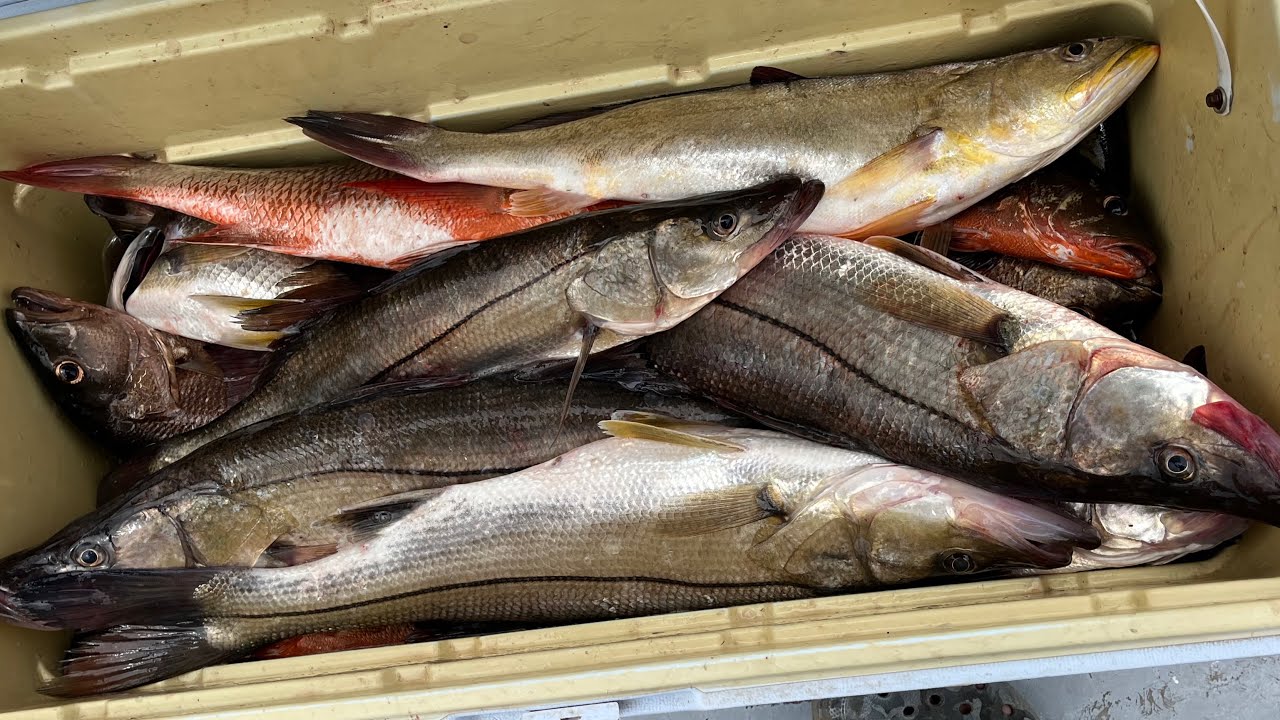 Pesca de Pargos y Robalos en MANGLAR