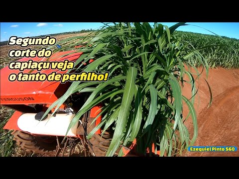 Segundo corte do Capiaçu, #Giricão #mw #com #super #redutor