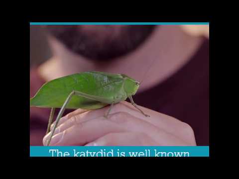 Video: Perosak Taman Katydid - Cara Menghilangkan Pepijat Katydid