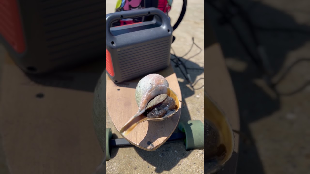 Unbelievable! You Won't Believe What THIS Giant Snail Was Doing at the Beach...