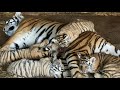 Тигрица Уссури с малышами ТАК СЛАДКО СПИТ !!!