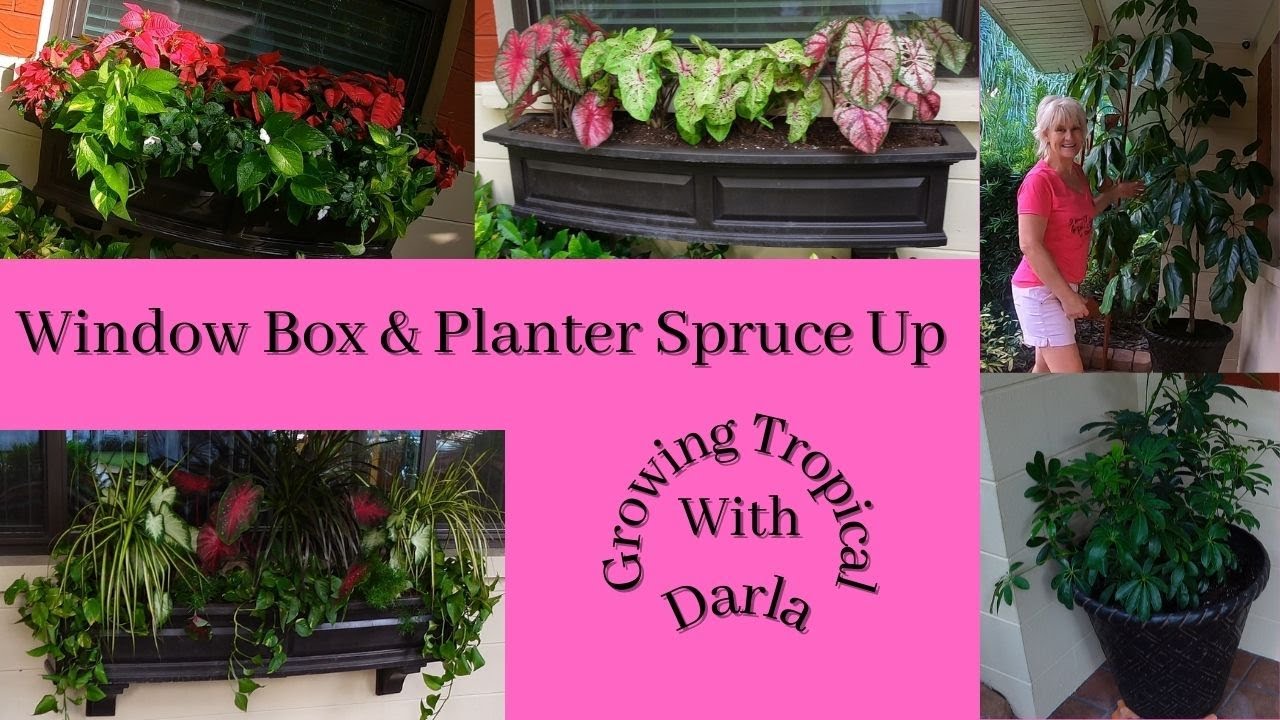 How I Spruce Up My Window Boxes // Container Makeover // Growing Tropical🌴🌸