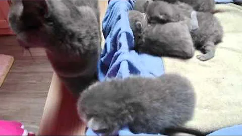 Video 11880461: british shorthair