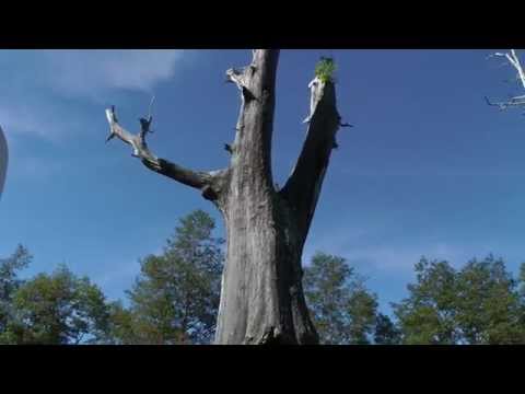 夫妻樹-玉山國家公園 Tataka Fuqi Tree-Yusha National Park.Full HD 1080p