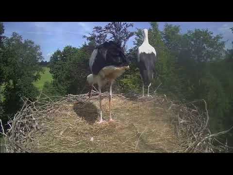 StorkTV Live Stream