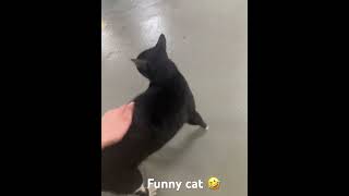 Funny cat video 😅