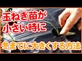 玉ねぎ苗が小さい時に大きく育てる方法！家庭菜園や農園で苗が小さい時の玉ねぎの育て方を徹底解説！越冬させるビニールトンネルの使い方もご紹介【農園ライフ】