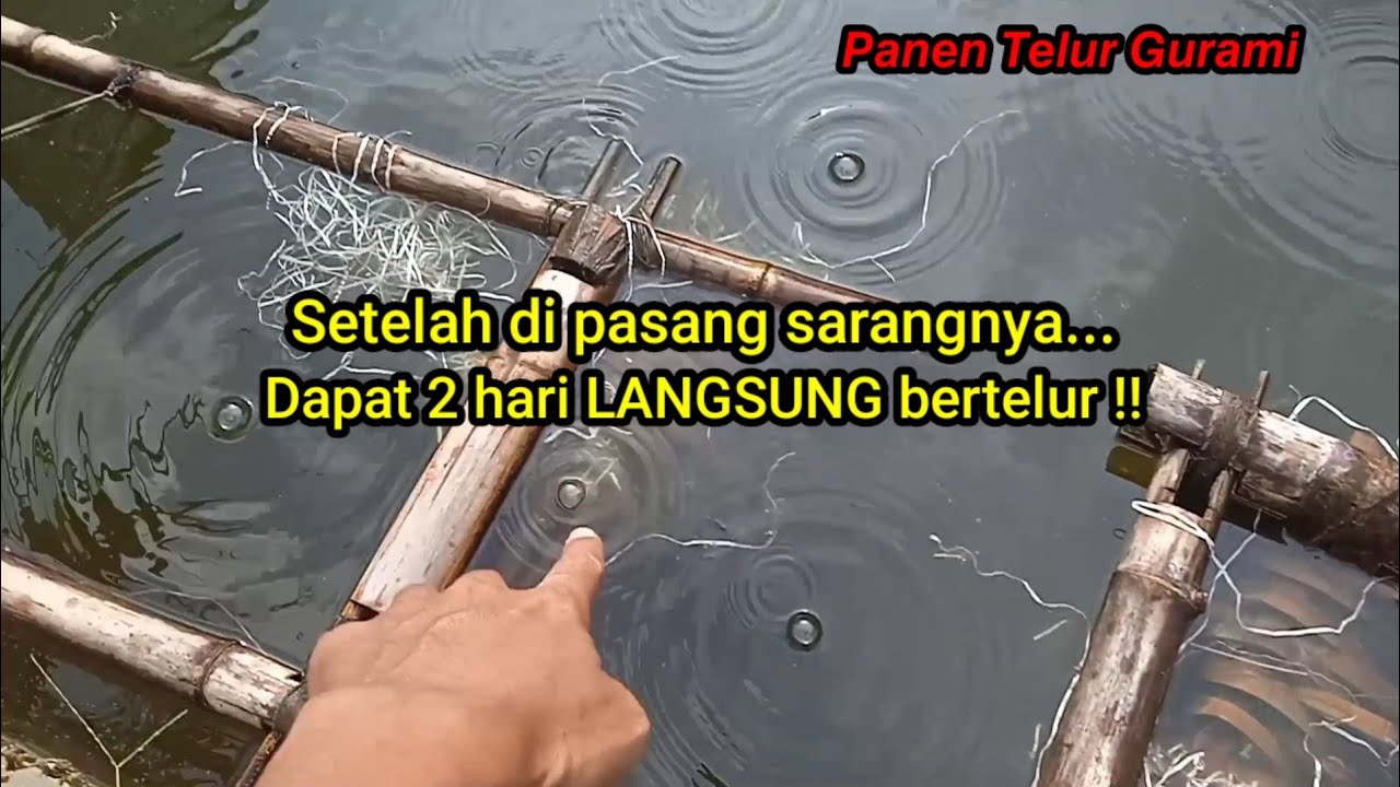 Setelah di Pasang Sarangnya.. Dapat 2 Hari LANGSUNG Bertelur !