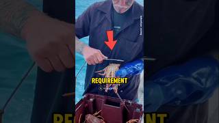 Why This Lobster Was Thrown Back Into The Sea Ericyangnz