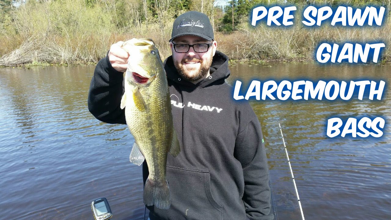 Pre Spawn Giant Largemouth Bass [Washington State] YouTube