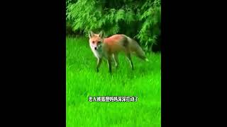 传说狐狸会报恩竟然是真的，太不可思议了！# 动物救助# 狐狸 # 万物皆有灵 @抖音小助手