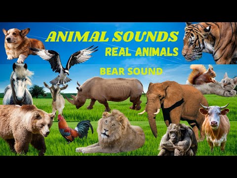 Animal sounds, Bear sounds, wild animal sound, animal videos, familiar animal sound, wild life, Bear