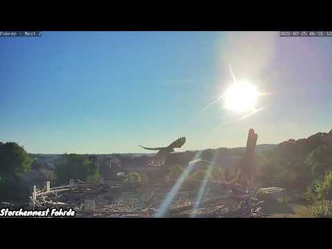 Fohrde Young Kestrel Hunting Practice July 25 2022 live cam preview