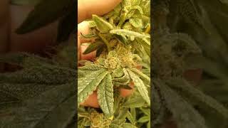 Ethose genetics super purple ZSKITTLEZ