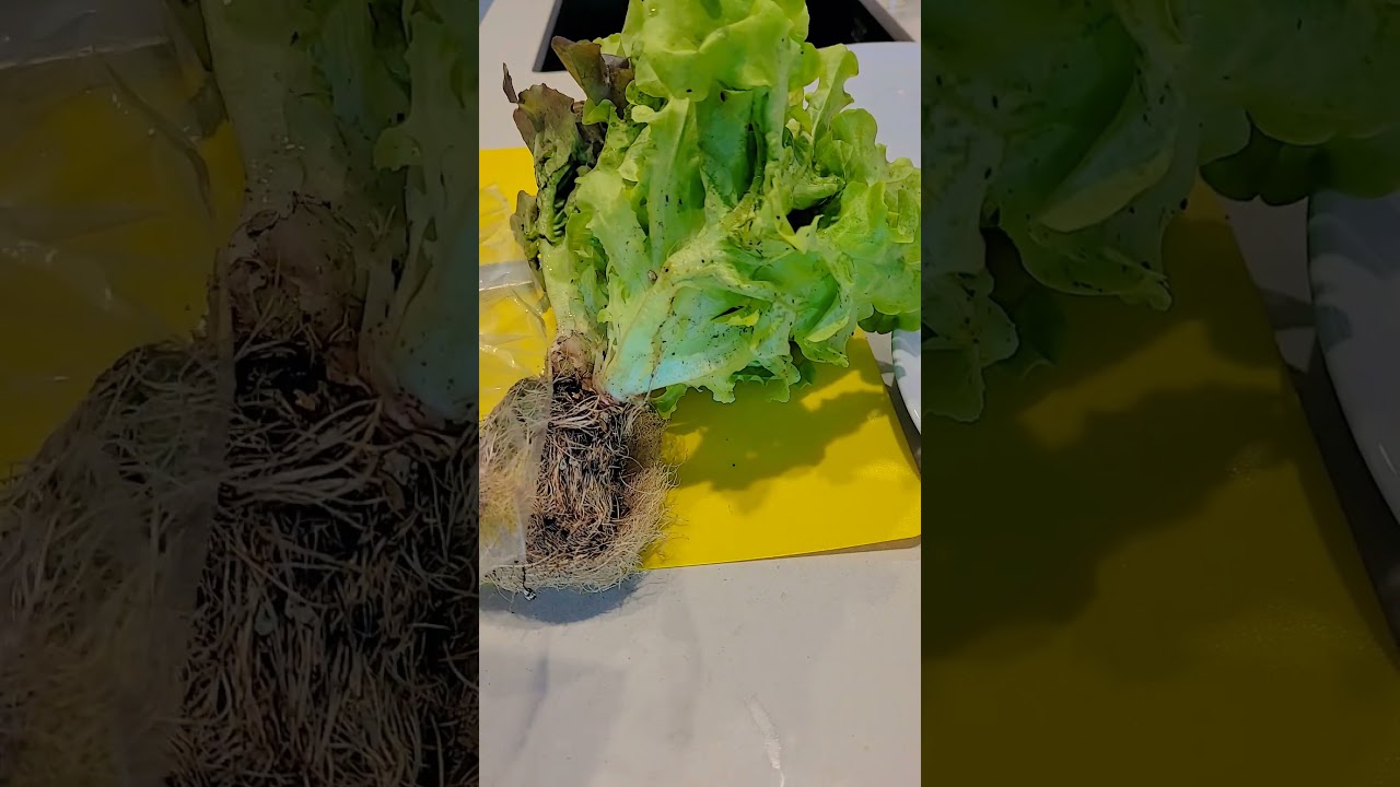 Very healthy and delicious recipe 