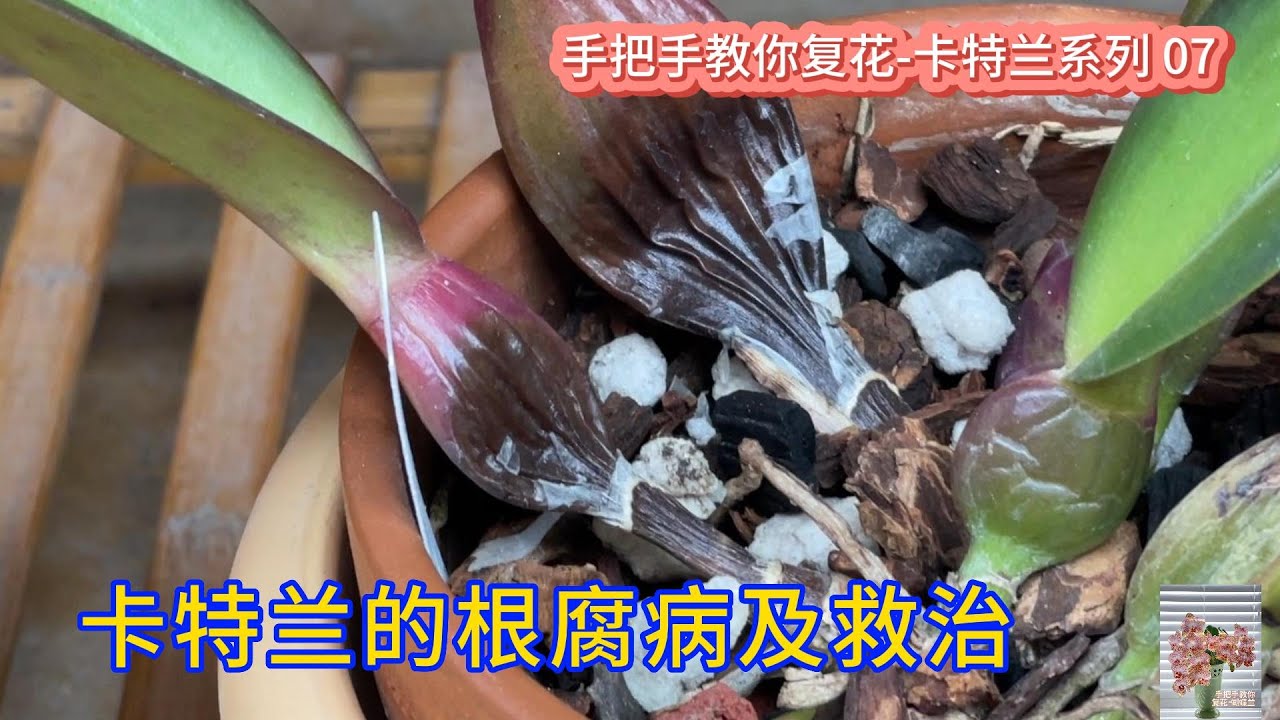 手把手教你复花-卡特兰系列 07 卡特兰的根腐病及救治