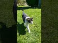 #katzen