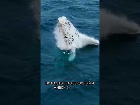Черный дьявол впервые показался человечеству #новости #рекомендации #черныйдьявол