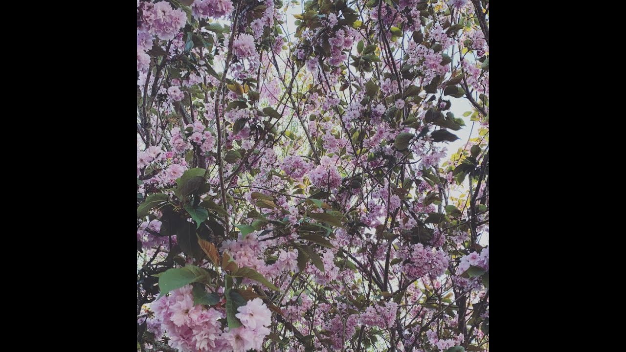 A Week in Lockdown | Monday