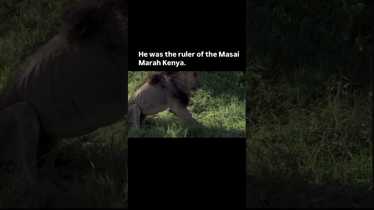 Scarface: The Legendary King of Maasai Mara – Live Like a King!