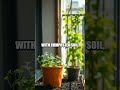The Quiet Garden Doorway: A Home Makeover Tale