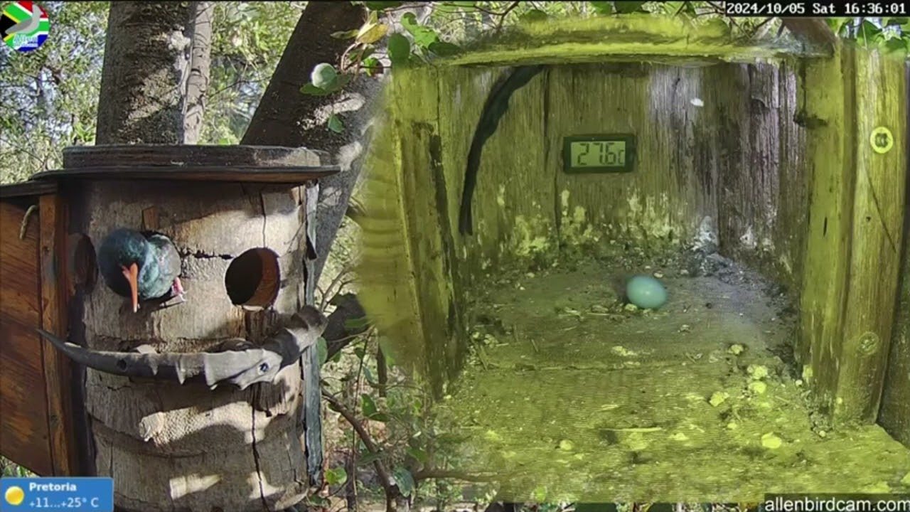 Green Wood hoopoe Nest Cam, Pretoria, South Africa, October 5, 2024