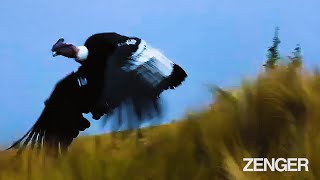 Threatened Andean Condor Released Back Into The Wild After Recovering From Gunshot Wounds