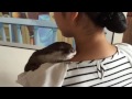 カワウソ劇場 あんこの赤ちゃん声(笑)