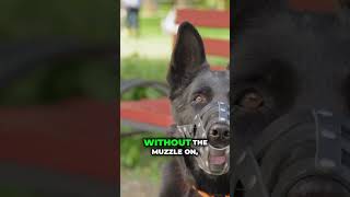 Watch the exact moment this aggressive dog finally gives in.