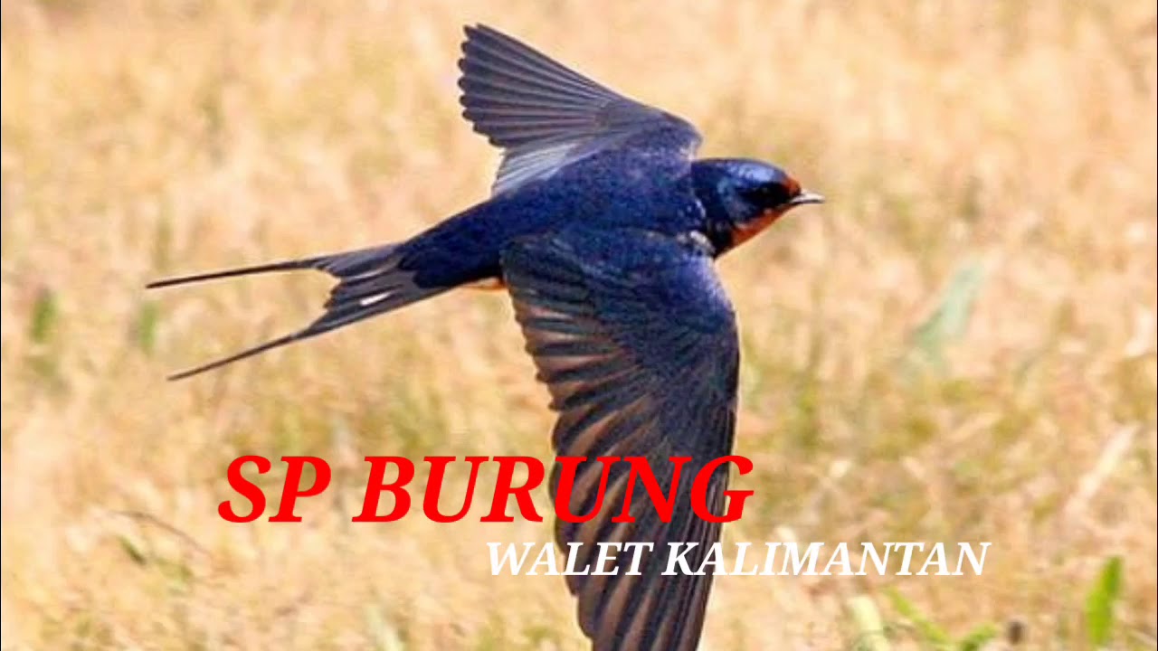 SUARA BURUNG WALET KALIMANTAN MP3 | SP JERNIH | WALET TV 