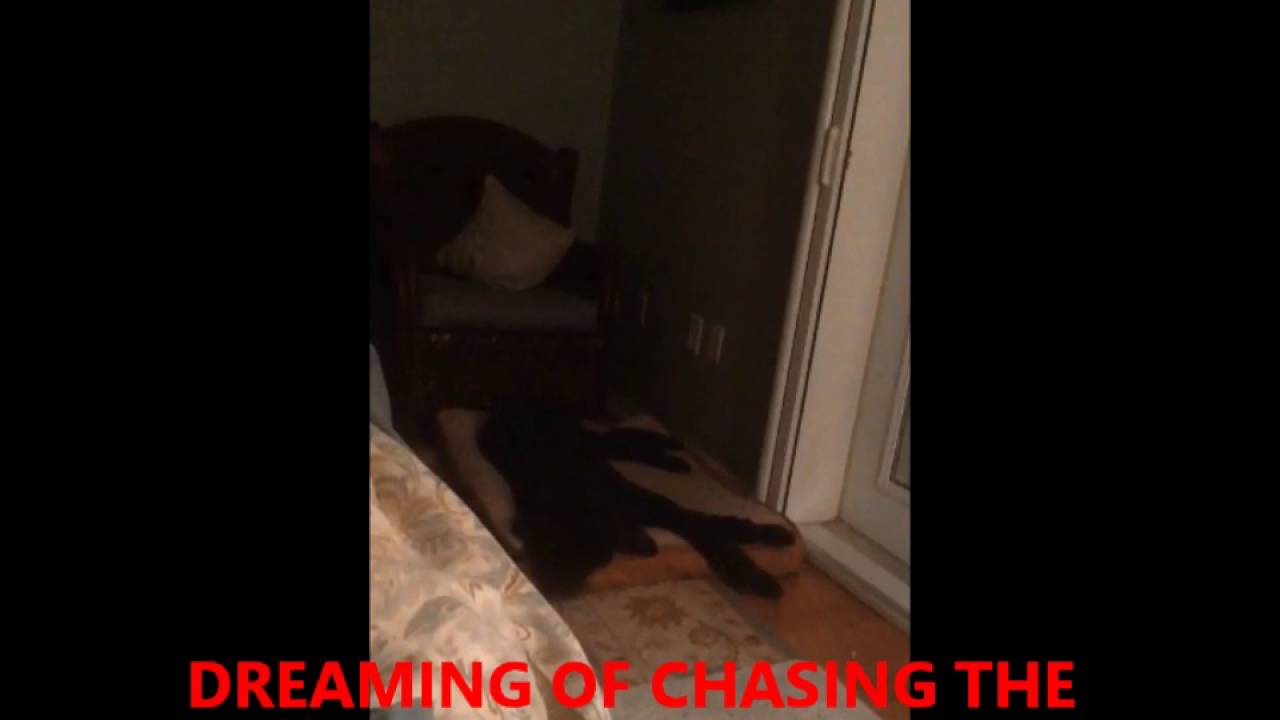 Night time Seizure Alert Dog YouTube