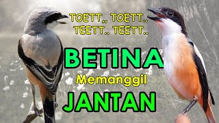 Download Lagu CENDET BETINA memanggil JANTAN 100% Ampuh untuk pikat dan pancingan MP3