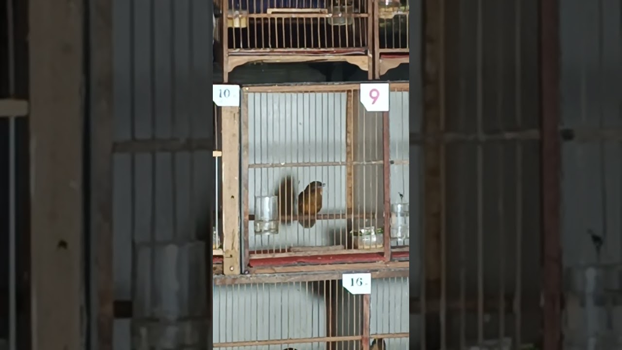 Các em tố chất đã bắt đầu có lửa . Tiểu mi.&&&&@