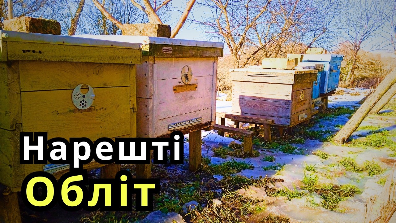 Обліт Пасіки/Перші Вильоти Бджіл Із Вулика