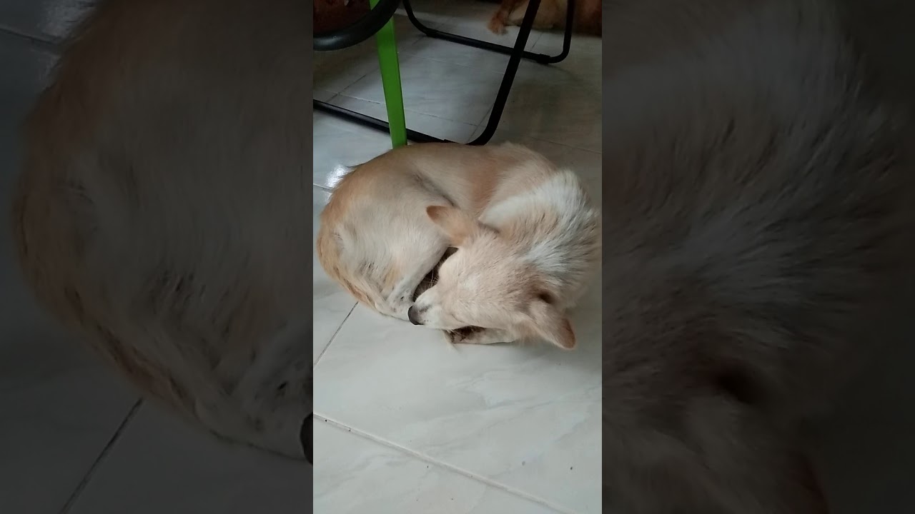 Journey of dog with distemper - YouTube