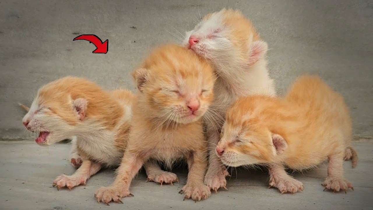 Mama Cat Crying For Help For Her Cute Tiny Kittens in the Street - YouTube