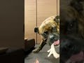 MUKBANG ASMR Dog eating Raw Meats & bones 【American Bully】#shorts