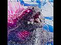 Godzilla vs Shimo #godzilla #battle #edit